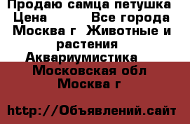 Продаю самца петушка › Цена ­ 700 - Все города, Москва г. Животные и растения » Аквариумистика   . Московская обл.,Москва г.